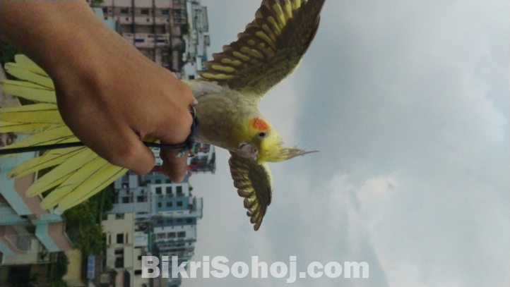 Cinnamon heavy perl cockatiel